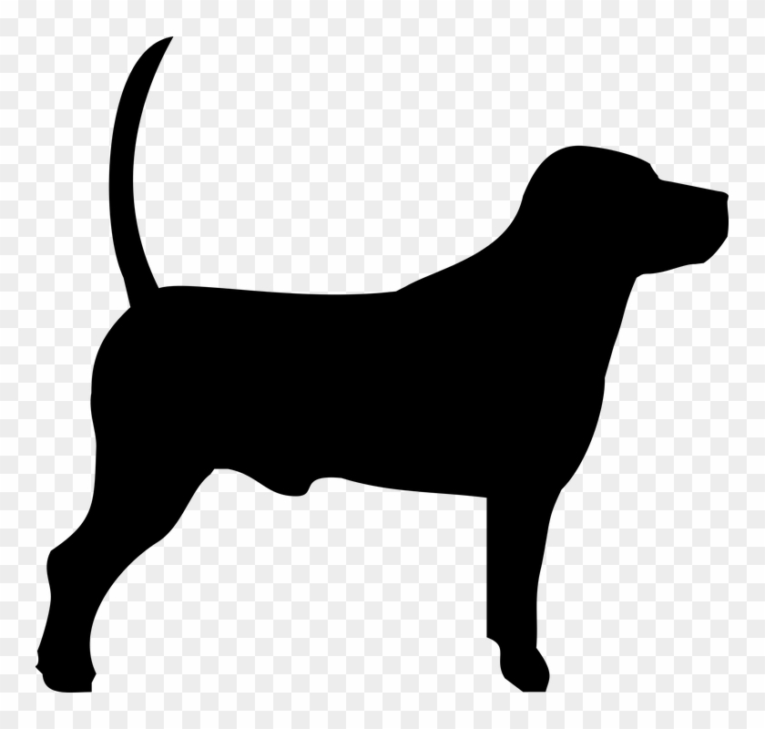 Dog, Bigiel, Doggy, Animal, Breed, Puppy, Animals - Beagle #1141507