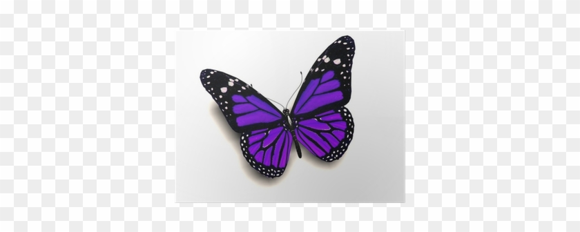 Purple Butterfly #1141657