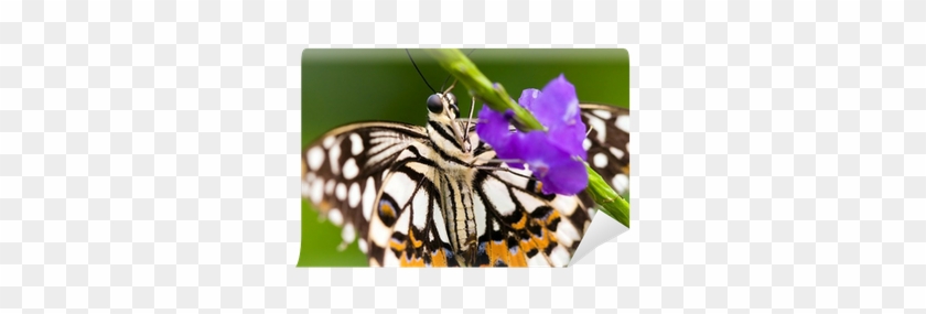 Fotomural Mariposa Que Se Sienta En Una Flor En Primavera - Cattleya #1141706