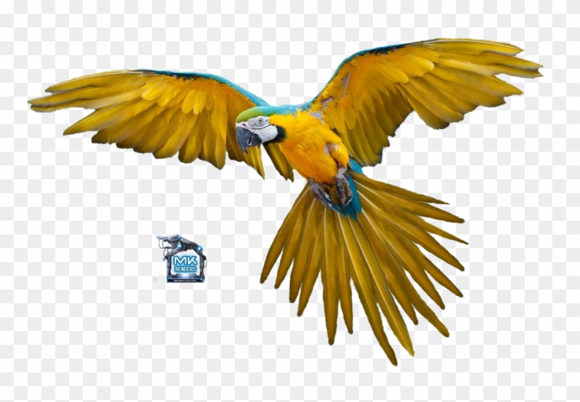 Parrot%2bin%2bflight - Bird Flying Gif Png #1142647