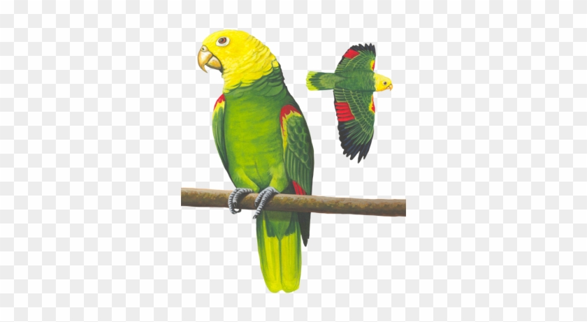 Yellow-headed Parrot - Yellow Parrot #1142679