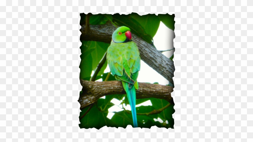 Rose-ringed Parakeet, Psittacula Krameri, Birds, Hawaii - Green Birds In Hawaii #1142697