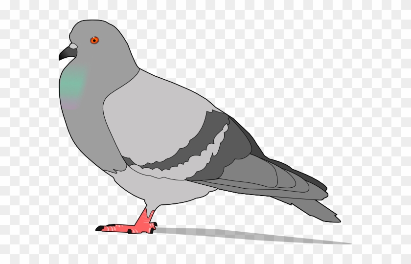 Pigeon Clip Art - Pigeons And Doves #1143761