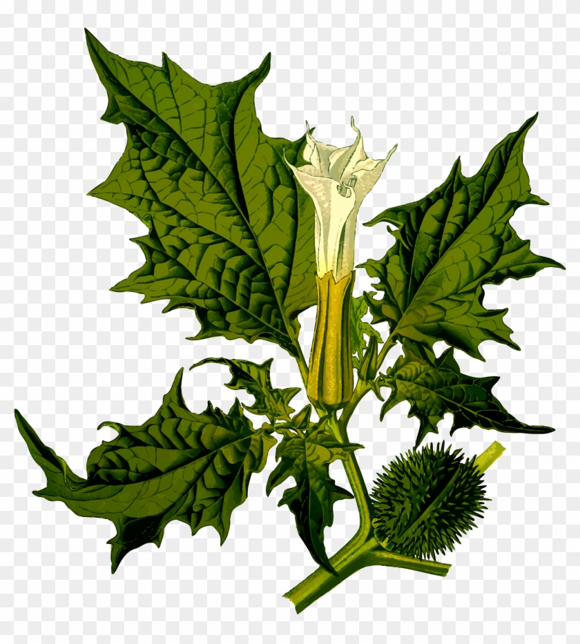 Devil's Snare - Datura Stramonium #1143813