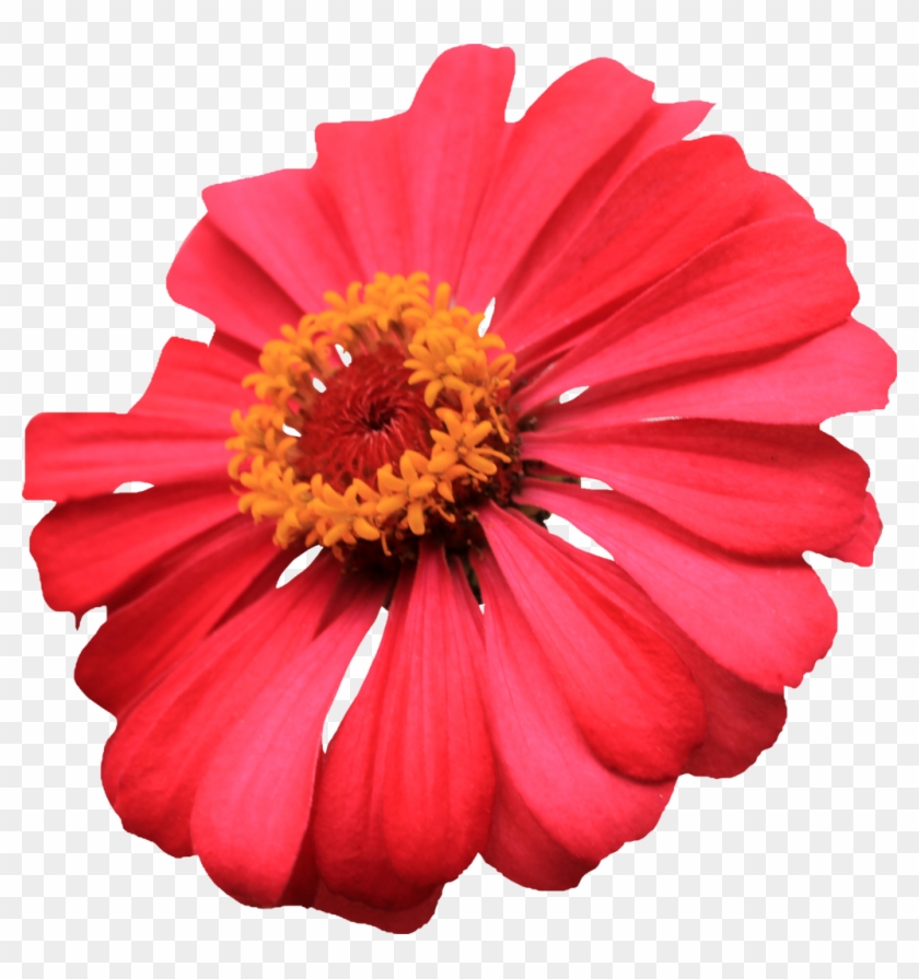 Red Single Layer Zinnia Png By Thy Darkest Hour - Single Flower Images Hd Png #1143915