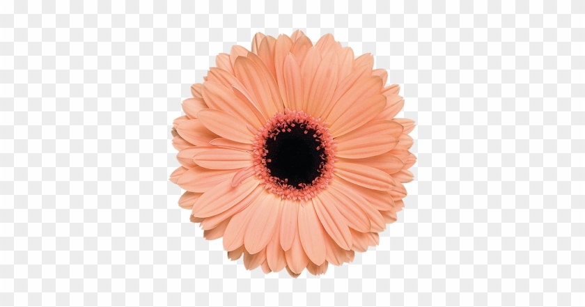 Alma - Light Orange Flower Png #1143918