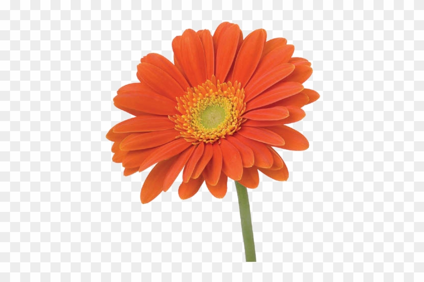 Gerbera - Orange Flower With Stem #1143928