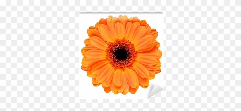 Orange Gerbera Flower Isolated On White Wall Mural - Who I Was #1143935