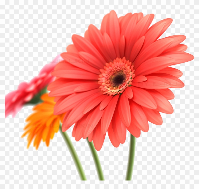 Gerbera Png Transparent Image - Gerbera Png #1143943