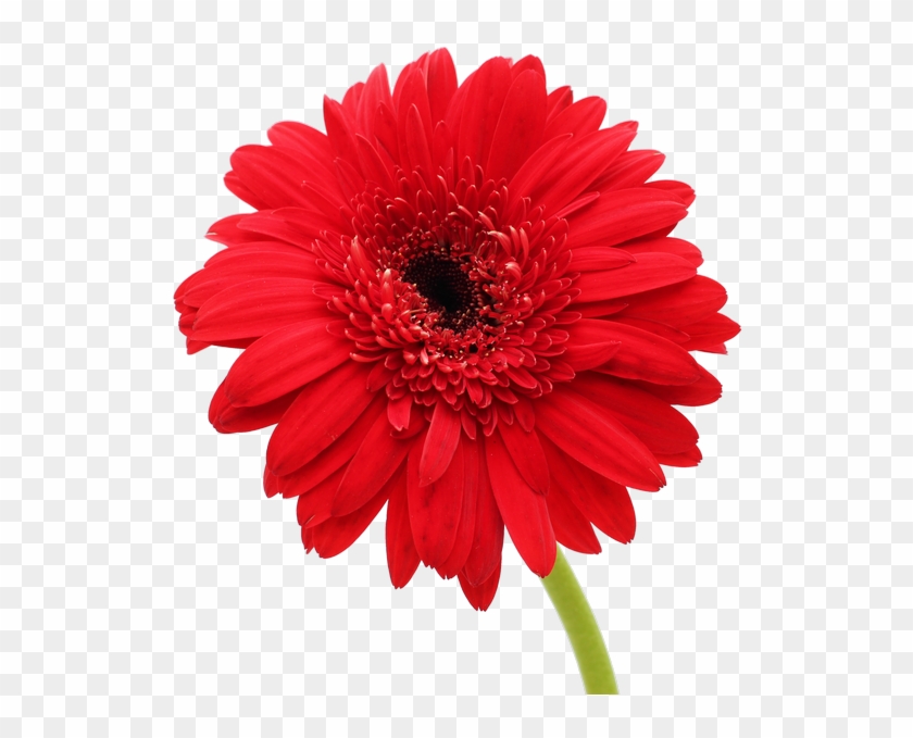 Gerbera Flower Gerbera Flower - Flower Wallpaper With White Background #1143947