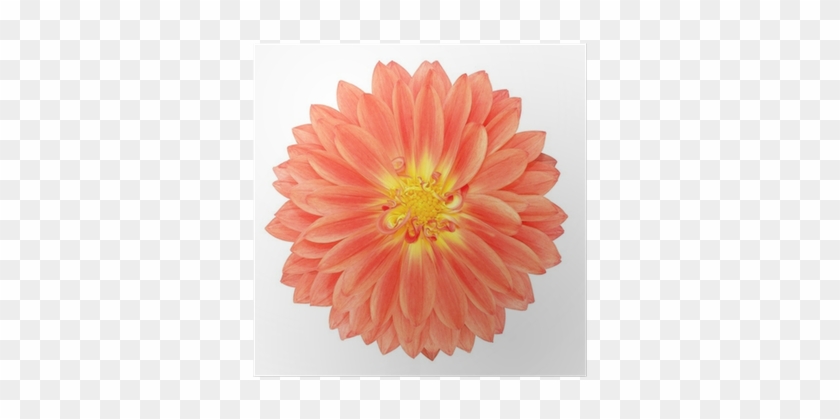 Red Pot Marigold Gerbera Flower Isolated On White Poster - Simply Control - Naturally Clear Oil Control Foaming #1143959
