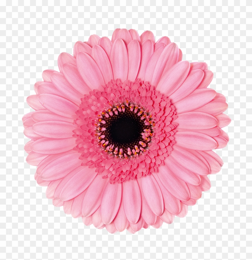 Petticoat - Розовый Цветок Пнг #1143965