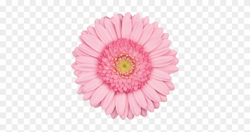 Kimsey - Pink Flower Transparent Background #1143967