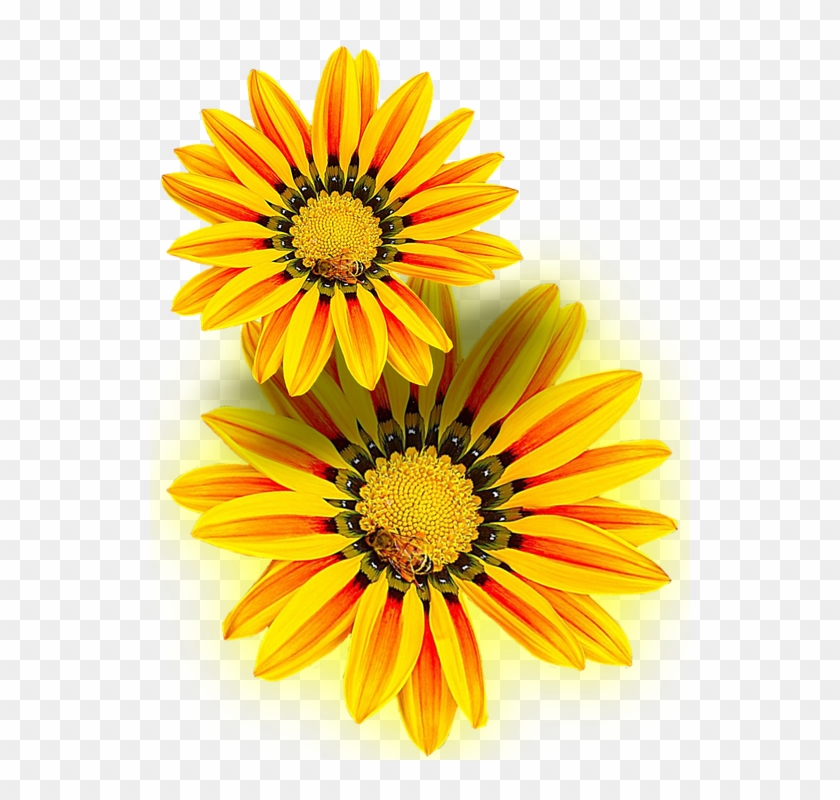 Yellow Flower, Yellow, Png, Isolated - African Daisies #1144031