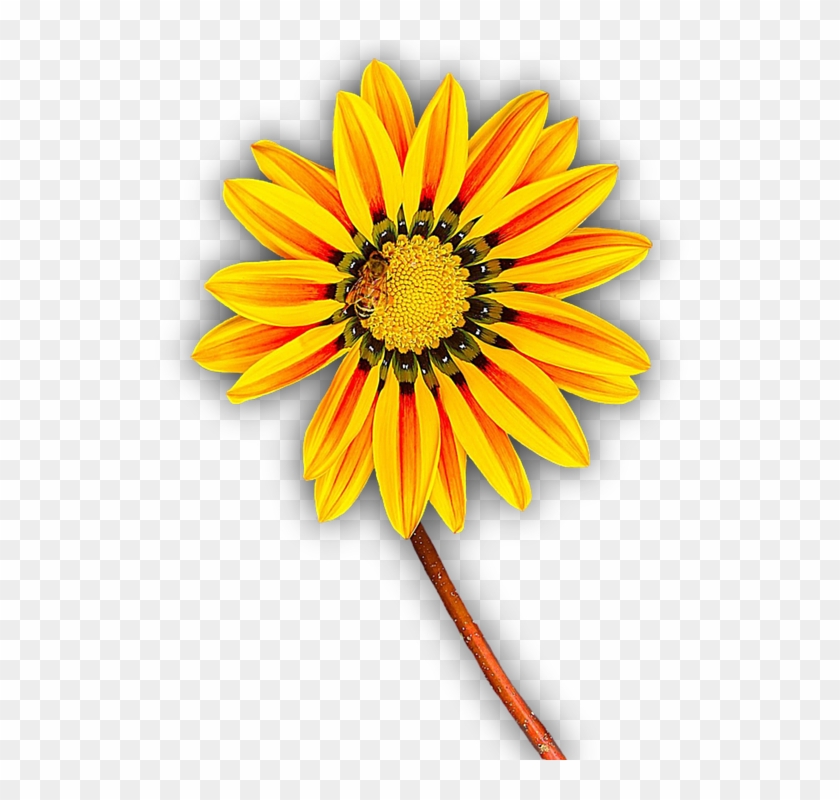 Flower, Yellow, Png, Isolated, Yellow Flower, Blossom - Flor Amarilla En Png #1144069