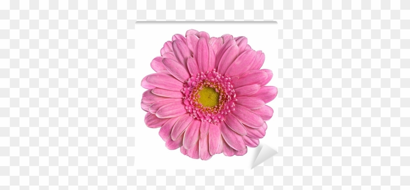 Beautiful Pink Gerbera Flower Isolated On White Wall - Background #1144073
