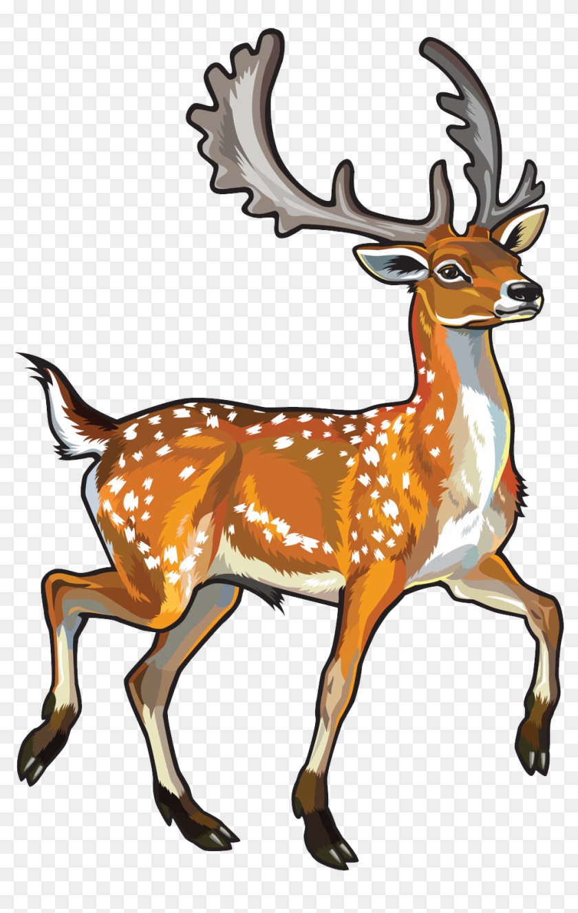 Fallow Deer Chital Clip Art - Chital Clipart #190580