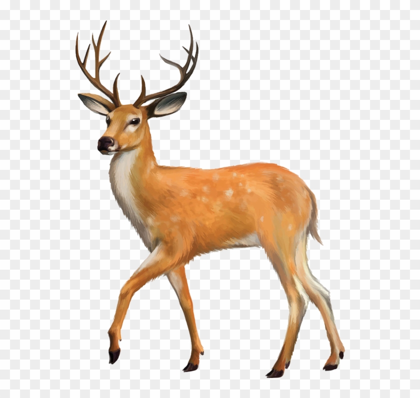 Whitetailed Deer Red Deer Clip Art Animals With Four