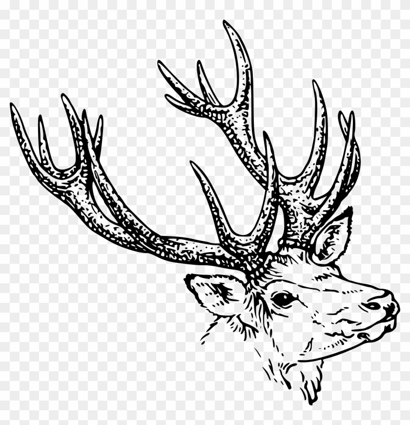 Reindeer Free Stag Head - Horns Clipart Black And White #190649