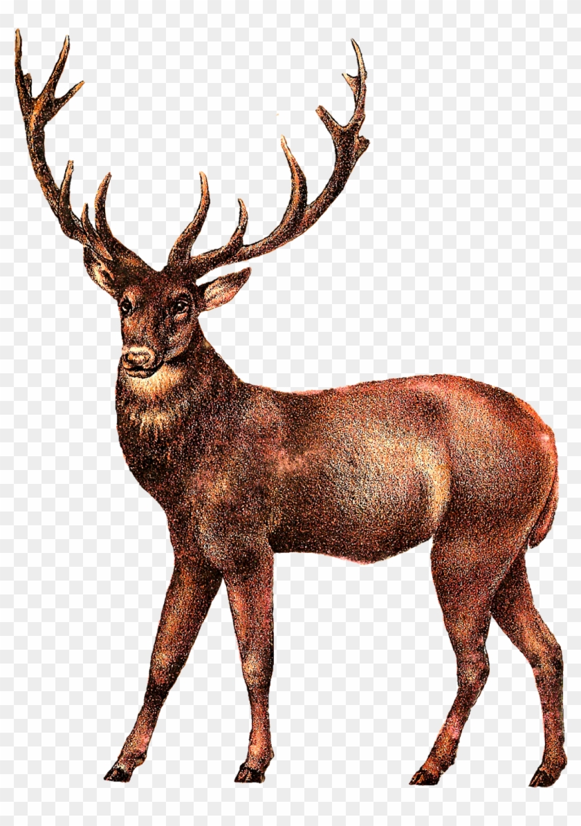 White-tailed Deer Elk Clip Art - Deer Png #190697