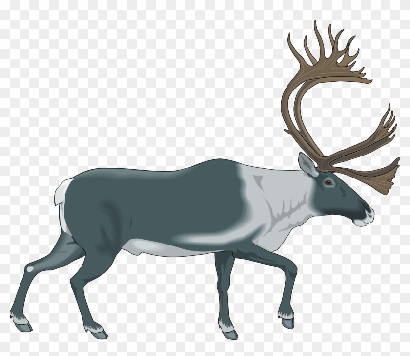 Animal 7 Free Vector - Caribou Clipart #190773