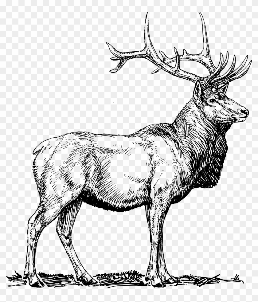 Elk Png Black And White - Elk Vector #190828