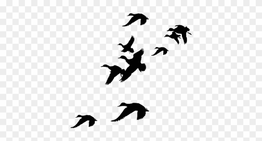 Hunting Clipart Waterfowl - Duck Silhouette #190855