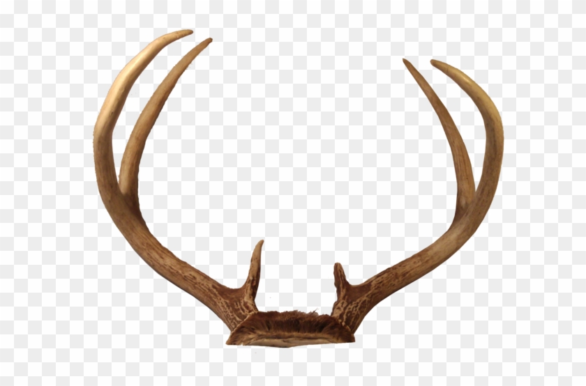 Download Free Photo Report - Reindeer Antlers Png #190872