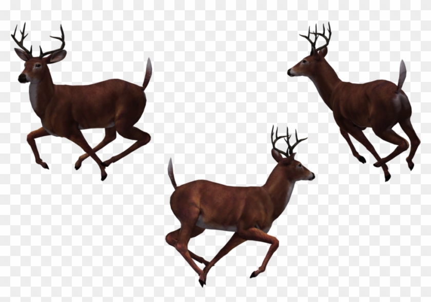 Buck 11 By Free Stock By Wayne - Clip Art #190888