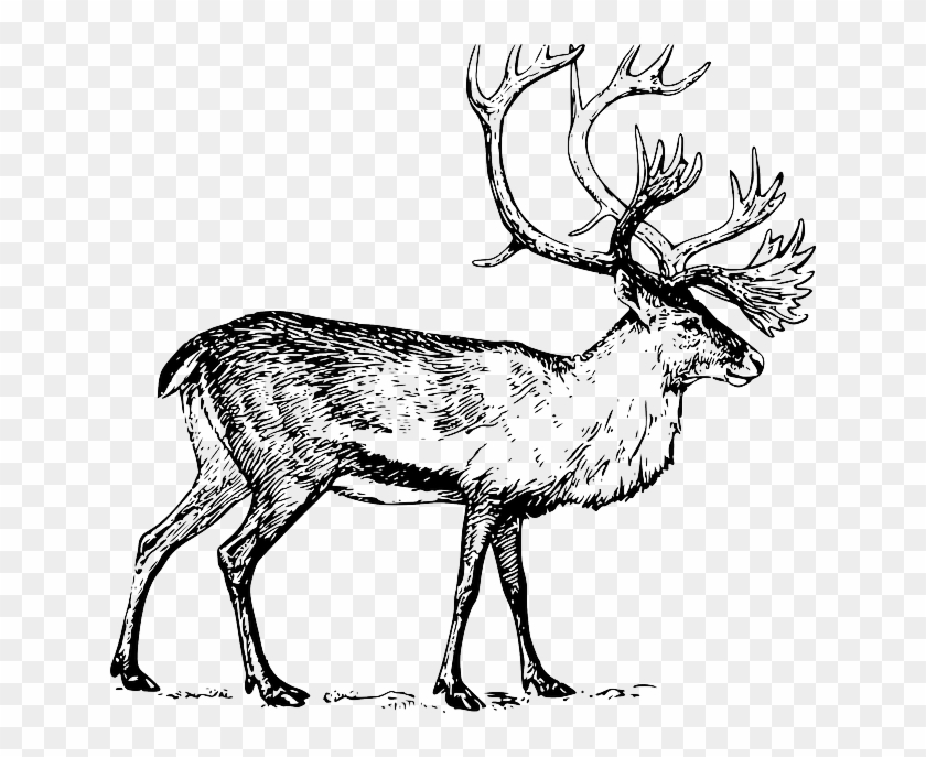 Large, Drawing, Walking, Animal, Antlers, Caribou - Highland Stage Art Print - Antique Art - Vintage Dictionary #190905