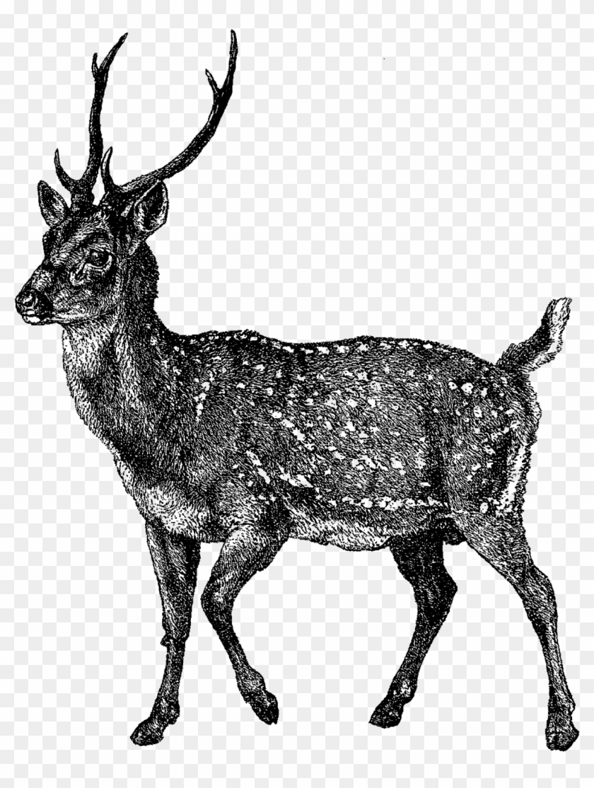 Digital Deer Clip Art - Digital Stamp #190910