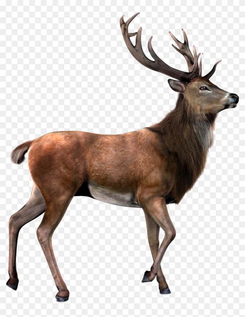 More Like Cuervo Png By Eross-666 - Deer Png #190909