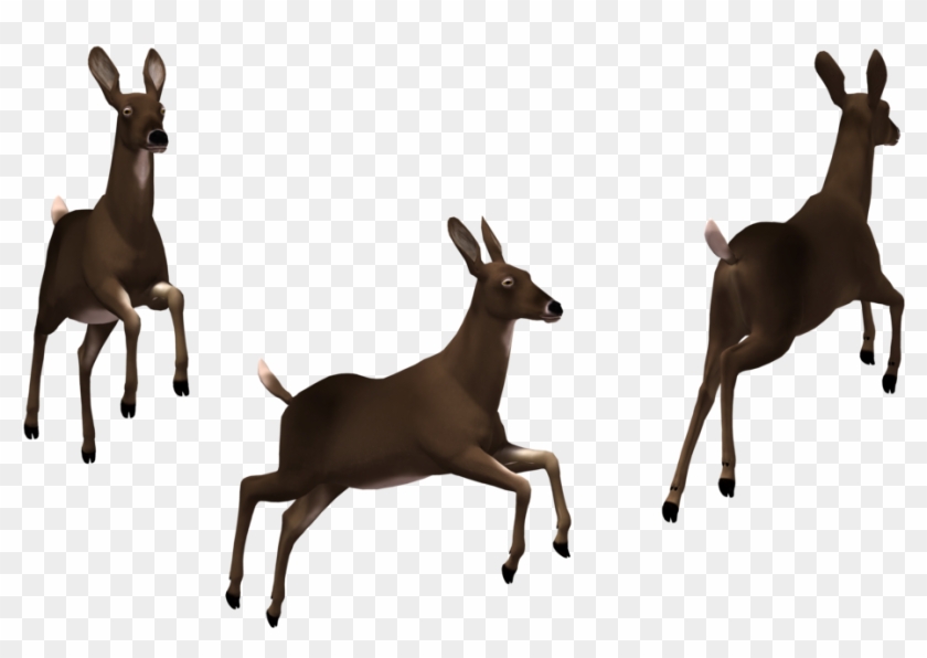 Doe 02 By Free Stock By Wayne On Clipart Library - Deer #190915