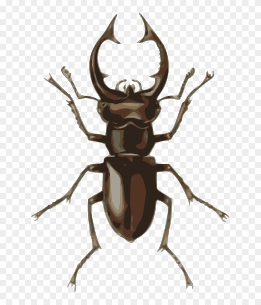 Medium Image - Stag Beetle Clipart #191068