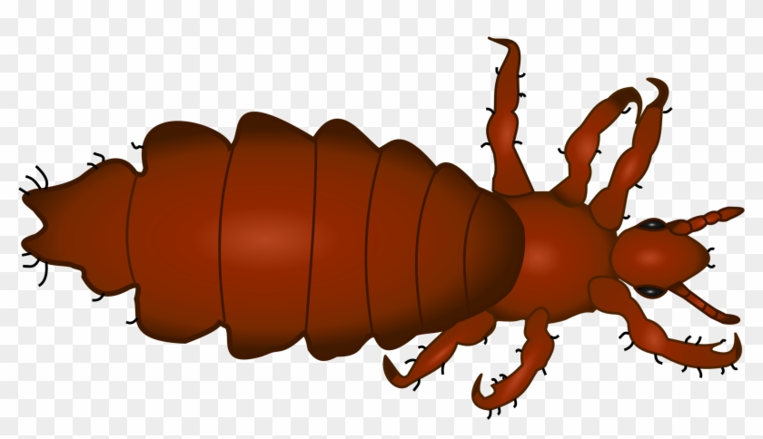 Louse Png #191072
