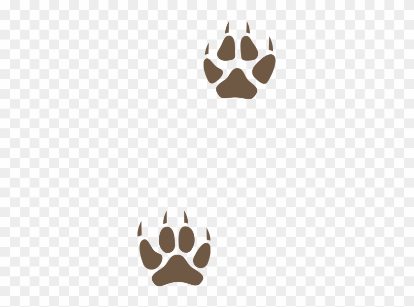 Coyote Tracks Typically Have 4 Toes Of Equal Size - Paw #191134