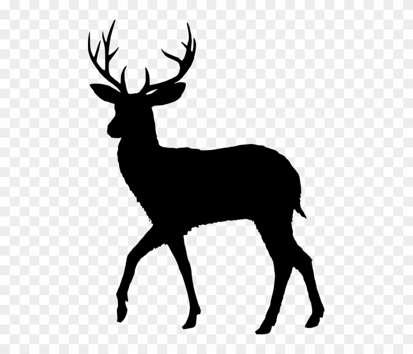 Silhouette, Fallow Deer, Dama Dama, Male, Wild, Animal - Deer Black And White #191179