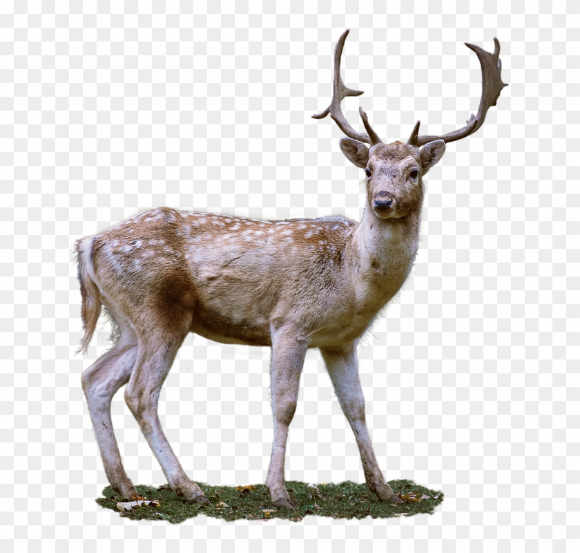 Image - Roe Deer #191181
