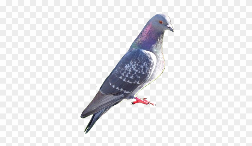 Pigeon Clip Art - Pigeon Png #191198