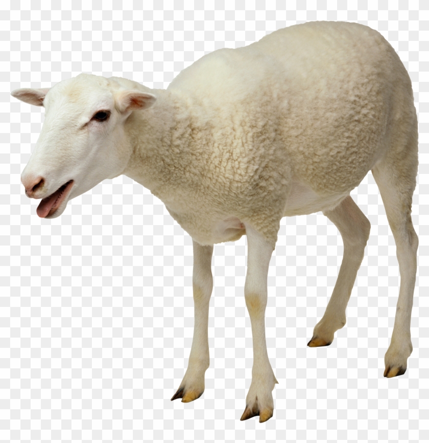 Sheep Png Image, Free Download - Sheep Png #191366