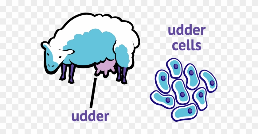 Udder Cell #191399
