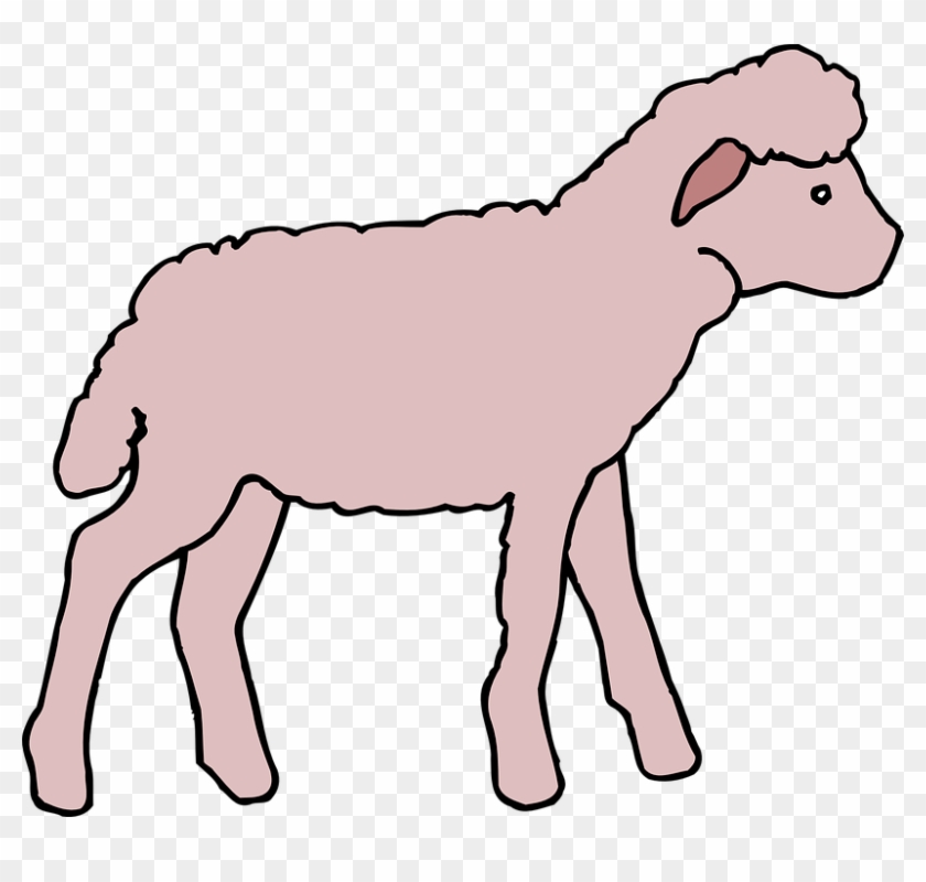 Color, Art, Lamb, Animal, Fluffy - Pink Lamb #191472