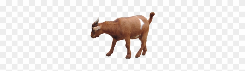 Goat Png - Goat #191767