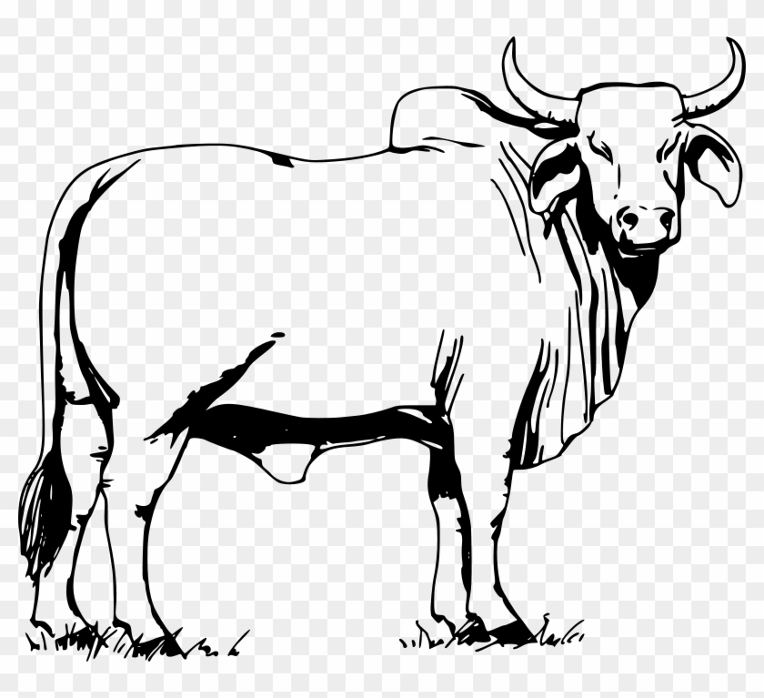 Ox Clip Art - Bull Clipart Black And White #191876
