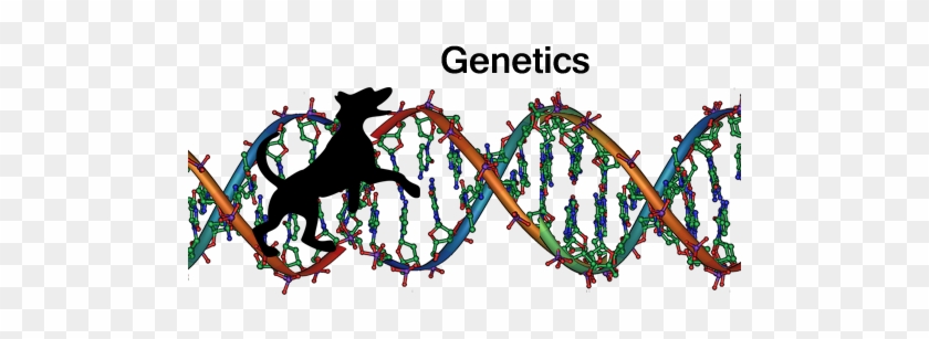 Genetic Testing - Adam And Eve Dna #192516