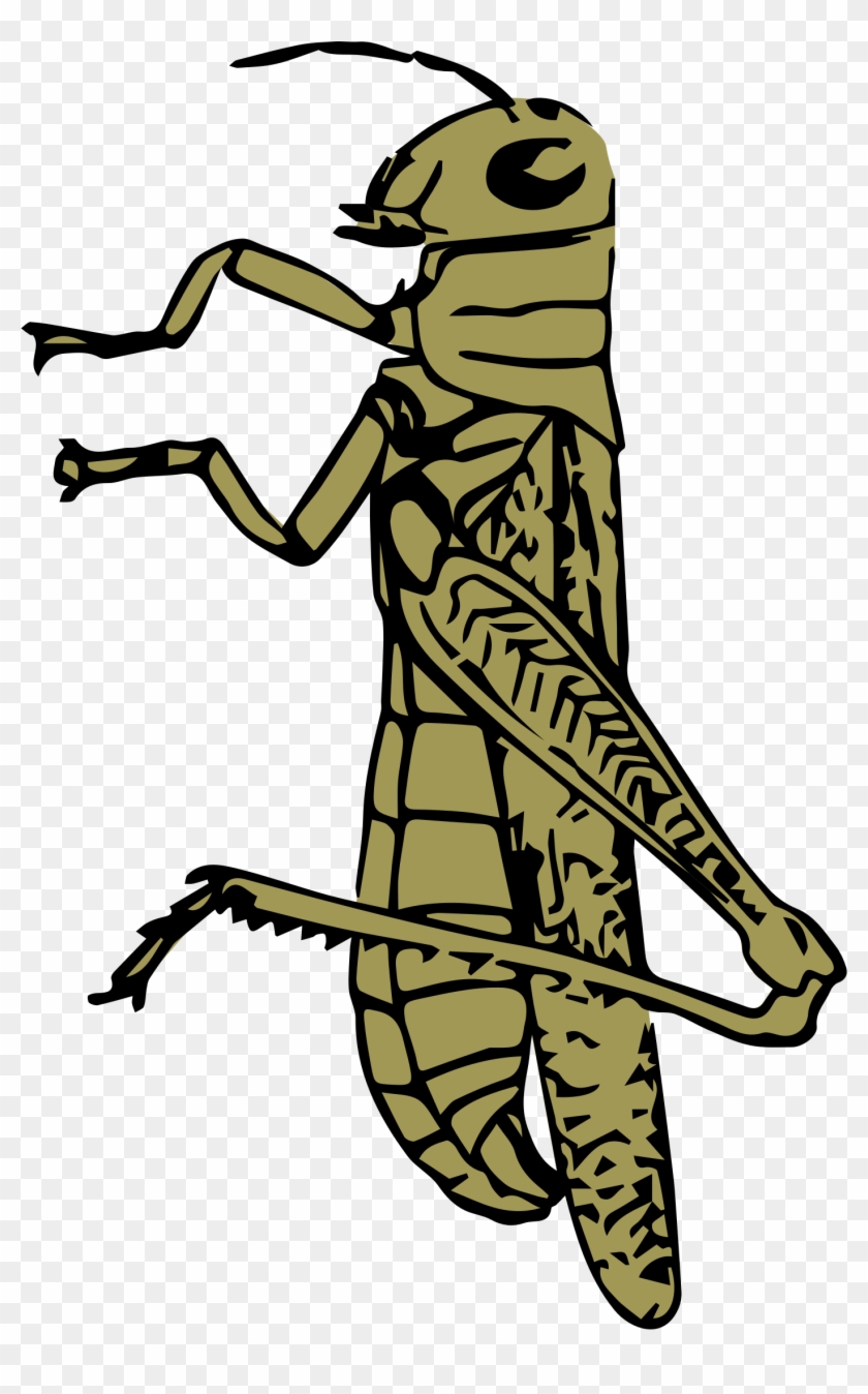 Colouful Clipart Grasshopper - Grasshooper Clip Art Colors #192914