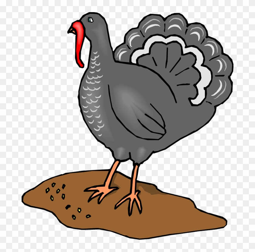 Turkey - Fowls Animals Clipart Turkey #192918