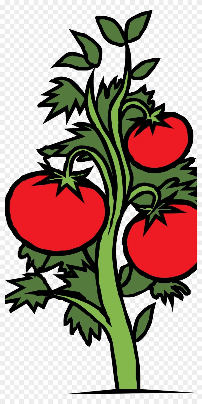Cariboo Growers Co-op - Tomato Plant Clipart #193083