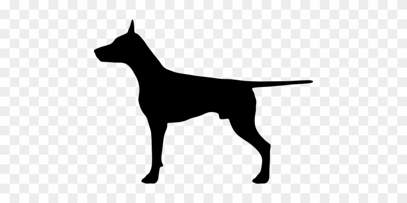 Animal Canine Doberman Dog Pet Silhouette - Doberman Silhouette Png #1144304