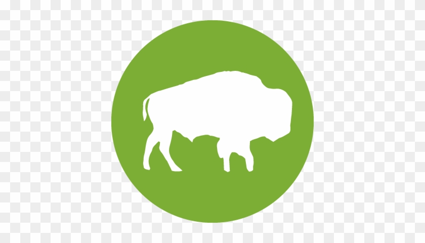 Bison - Sandvine #1145189